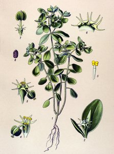 Botanische Tafel, giftige Pflanze: Wolfsmilch (Euphorbia esula oder Euphorbia acre)