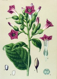 Botanische Tafel, giftige Pflanze: Ziertabak (Nicotiana tabacum) von Unbekannter Künstler