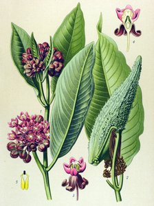 Botanische Tafel, giftige Pflanze: Papageiengras (Asclepias Cornuti)