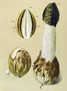 Botanische Tafel mit essbarem Pilz: Stinkmorchel (Phallus impudicus)