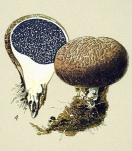Botanische Tafel mit giftigem Pilz: Gemeiner Kartoffelbovist (Scleroderma vulgare)