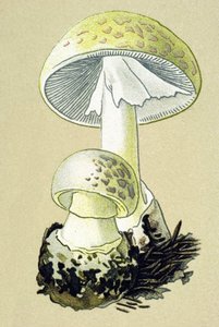 Botanische Tafel mit giftigem Pilz: Knollenblätterpilz (Amanita phalloides) von Unbekannter Künstler