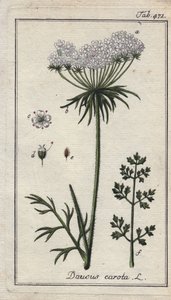 Botanisch: Karottenblüte - Karottenblüten und Blätter, Daucus carota. Handkolorierte Kupferstichgravur nach einer Zeichnung von B. Thanner aus Johannes Zorns „Icons plantarum medicinalium“, Deutschland von Unbekannter Künstler