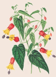 Botanische Illustration Abutilon megapotamicum Abutilon