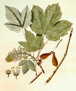 Botanische Illustration/Acer pseudoplatanus/Bergahorn
