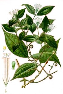 Botanische Illustration/Strychnos toxifera/Curare von Unbekannt