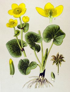 Botanische Tafel, giftige Pflanze: Sumpfdotterblume (Caltha palustris) von Unbekannter Künstler