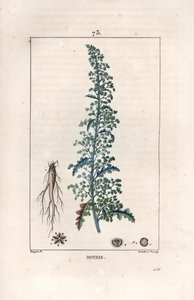 Botris (Chenopodium botrys) - Gravur von Lambert fils, nach einer Zeichnung von Pierre Jean Francois Turpin (1775-1840), aus „La flore medicale, by Chaumeton, Poiret et Chamberet“, Paris 1830 - Jerusalem-Eiche, Dysphania botrys
