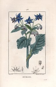 Bourrache officinale - Gravur von Lambert fils, nach einer Zeichnung von Pierre Jean Francois Turpin (1775-1840), aus „La flore medicale, de Chaumeton, Poiret et Chamberet“, Paris 1830 - Borretsch oder Sternblume, Borago officinalis von Unbekannter Künstler