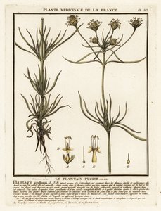 Indischer Wegerich, Plantago indica von Unbekannter Künstler
