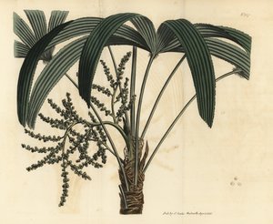 Breitblättrige Steckenpalme