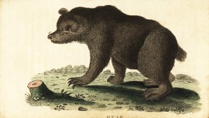 Braunbär, Ursus arctos von Unbekannter Künstler