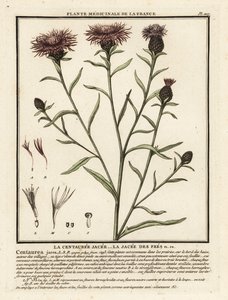 Wiesen-Flockenblume, Centaurea jacea von Unbekannter Künstler
