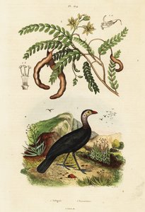 Buschhuhn und Tamarinde, 1834-1839 (Gravur) von Unbekannter Künstler