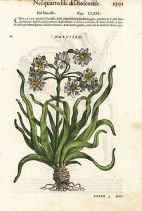 Traubenblütige Narzisse, Narcissus tazetta. Handkolorierter Holzschnitt von Wolfgang Meyerpick nach einer Illustration von Giorgio Liberale aus Pietro Andrea Mattiolis Discorsi di P.A. Matthioli ne i sei libri della Materia Medicinale di Pedacio Dioscoride von Unbekannter Künstler