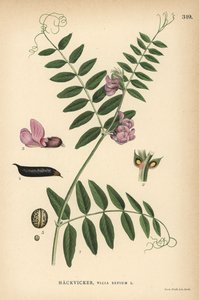Zaun-Wicke, Vicia sepium
