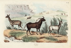 Buschbock, Tragelaphus scriptus 1, Weißschwanzgnu, Connochaetes gnou 2, Großer Kudu, Tragelaphus strepsiceros 3