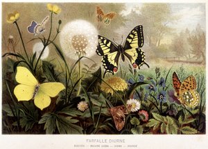 Schmetterlinge im Schnee in „La Vita degli animali“ von A.E. Brehm, Turin von Unbekannt