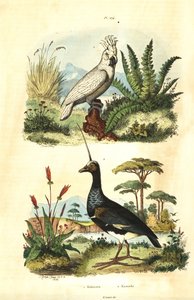 Gelbhaubenkakadu und Hornwehrvogel von Unbekannt