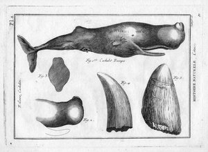 Pottwaltrumpo in „Encyclopédie Méthodique des trois Règnes de la Nature“ von Pierre Joseph Bonnaterre (1762-1804). Paris 1784 von Unbekannter Künstler