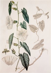 Calystegia sepium/Convolvulus sepium/Heckenwinde