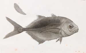 Caranx Sauteur (Nahaufnahme) von Unbekannt