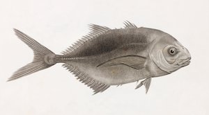 Caranx Sauteur (Nahaufnahme)