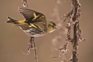 Carduelis spinus/Erlenzeisig von William M. Timlin