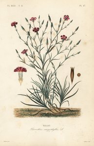 Nelke, Dianthus caryophyllus von Unbekannt