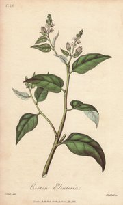 Cascarilla (Croton eleuteria) - Illustration aus „Medical Botanical, Description of the Medicinal Plants of London, Edinburgh and Dublin“ von John Stephenson und James Morss Churchill von Unbekannter Künstler