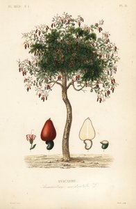 Cashewbaum, Anacardium occidentale von Unbekannt