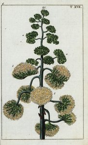 Jahrhundertpflanze, Agave americana von Unbekannter Künstler