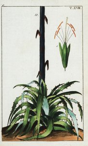 Jahrhundertpflanze, Agave americana