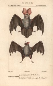 Fledermaus: Nyctere der Thebais und Rhynopome microphyll aus Ägypten - Radierung von Jean Gabriel Pretre (1780-1845), graviert von Carnonkel, für das Wörterbuch der Naturwissenschaften: Säugetiere von Frederic Cuvier, herausgegeben von Pierre Jean Francois