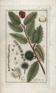 Kastanie (Castanea sativa). Lithographie aus „Afbeelding der Artseny-Gewassen“ von Johannes Zorn (1739-1799), Niederlande von Unbekannter Künstler
