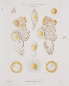 Hühnerei im Eileiter, ca. 1847-1859 von Unbekannt