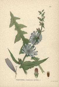 Wegwarte, Cichorium intybus von Unbekannter Künstler