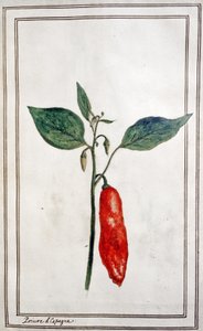 Chili, spanischer Pfeffer, ca. 1780-1800