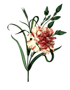Nelke (Dianthus caryophyllus) oder Edelnelke, Gartennelke