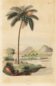 Kokosnussbaum, Cocos nucifera