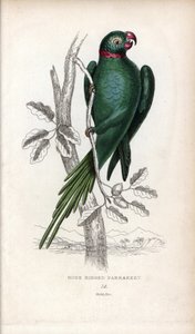 Halsbandsittich, Psittacula krameri. Psittacus torquatus. Lithographie von Joseph Kidd, basierend auf einer Zeichnung von John Audubon, in Miscellany of Natural History: Parrots, Sir Thomas DiK Lauder und Captain Thomas Brown, veröffentlicht in Edinburgh,  von Unbekannter Künstler