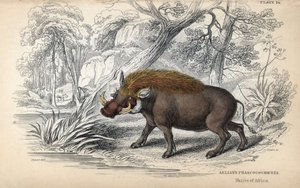 Gewöhnliches afrikanisches Warzenschwein (Phaochoerus africanus). Kupferstich von William Lizars, basierend auf einer Zeichnung von James Stewart, veröffentlicht in der Naturalist Library: Säugetiere, Dickhäuter und vierfüßige Tiere mit feiner Haut, heraus