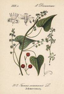 Schwarze Nieswurz, Tamus communis. Handkolorierte Lithographie aus Diederich von Schlechtendals Deutsche Flora (Flora von Deutschland), Jena