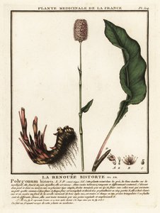 Schlangen-Knöterich, Persicaria bistorta von Unbekannter Künstler