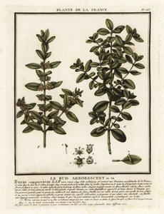 Buchsbaum, Buxus sempervirens