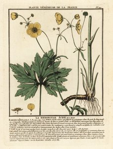 Scharfer Hahnenfuß, Ranunculus acris von Unbekannter Künstler