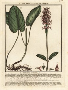 Heilziest, Stachys officinalis