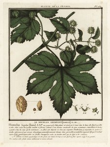 Gewöhnlicher Hopfen, Humulus lupulus
