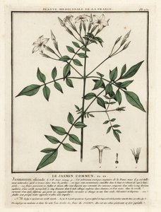 Echter Jasmin, Jasminum officinale von Unbekannter Künstler