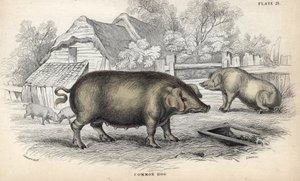 Gewöhnliches Hausschwein (Sus domestica) in einem Schweinestall. Kupferstich von William Lizars, basierend auf einer Zeichnung von James Stewart, veröffentlicht in der Naturalist Library: Säugetiere, Dickhäuter und vierfüßige Tiere mit feiner Haut, herausg